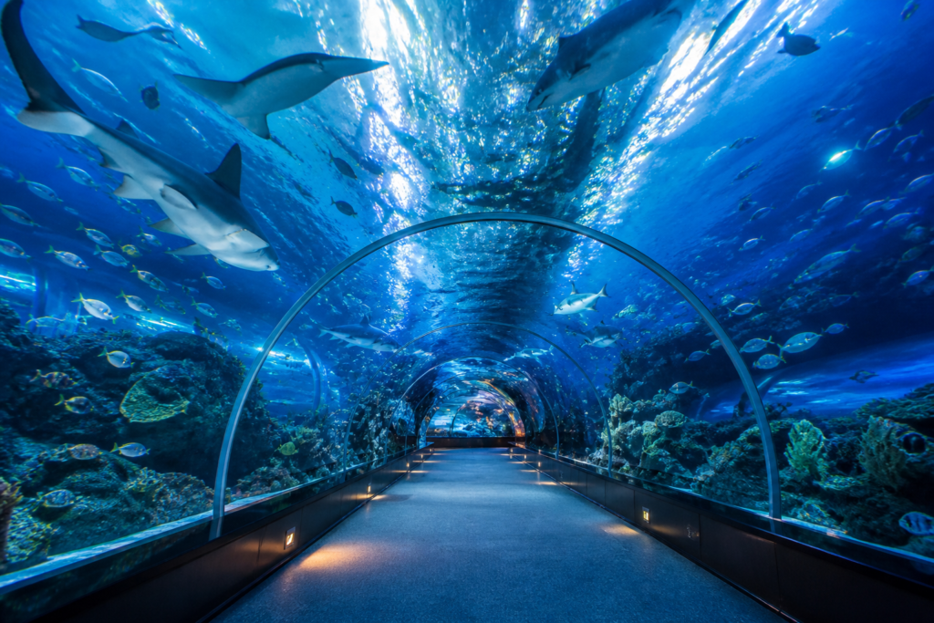 Dubai Aquarium underwater tunnel with sharks and tropical fish