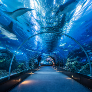Dubai Aquarium underwater tunnel with sharks and tropical fish